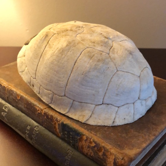 Box Turtle Shell Found In Nature - Picture 2 of 7